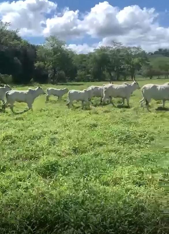 Fazenda, Zona Rural, 3 Quartos, 0 Vaga