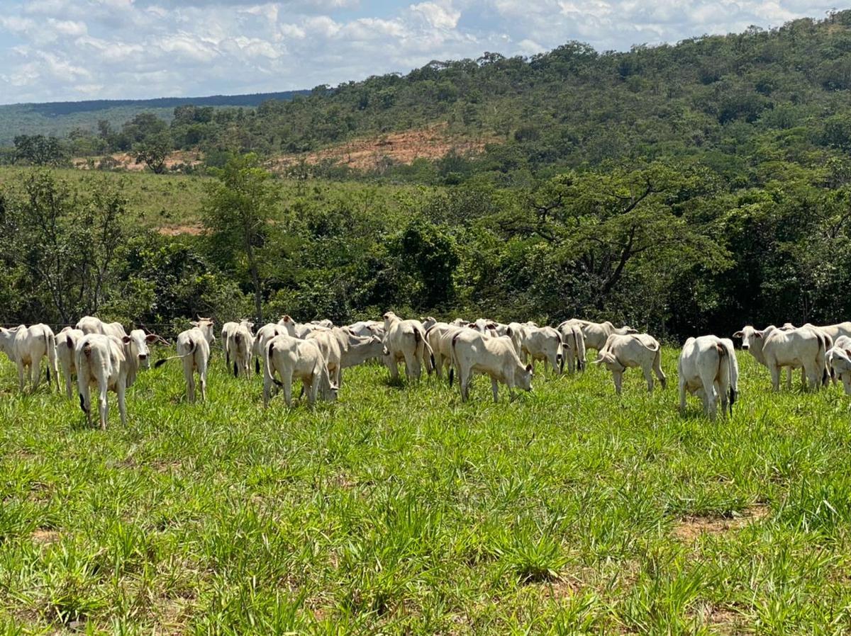 Fazenda, Centro, 4 Quartos, 2 Vagas