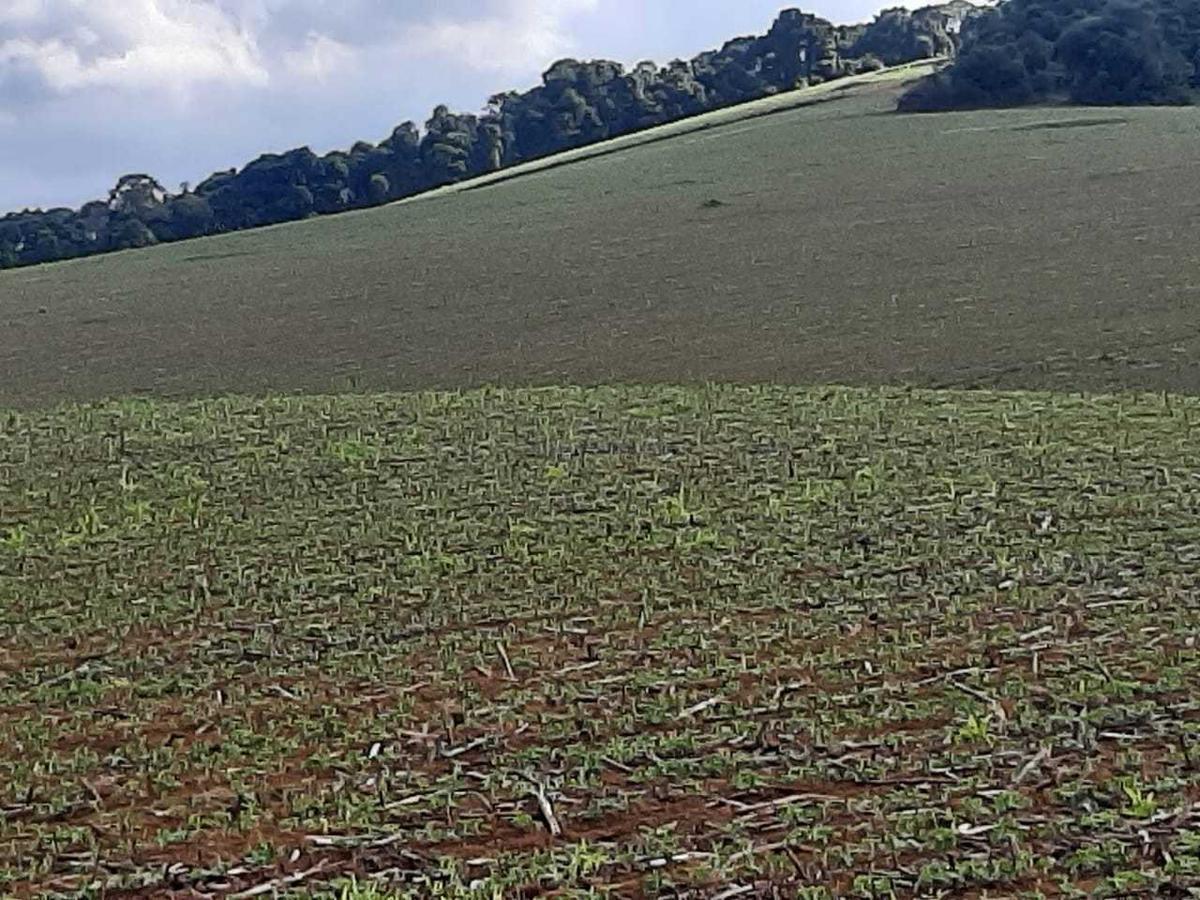 Fazenda, Centro, 0 Quarto, 0 Vaga