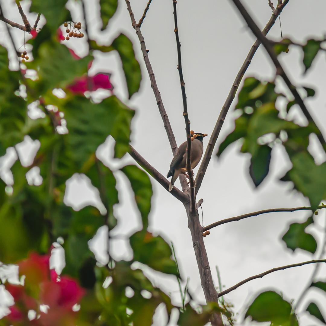 Lote, Fernão Dias, 0 Quarto, 0 Vaga