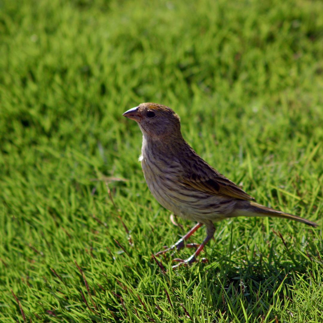 Fazenda, Centro, 4 Quartos, 10 Vagas, 1 Suíte