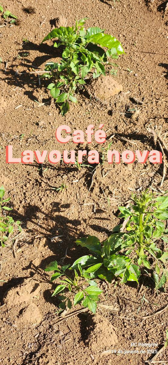 Fazenda, Zona Rural, 0 Quarto, 0 Vaga