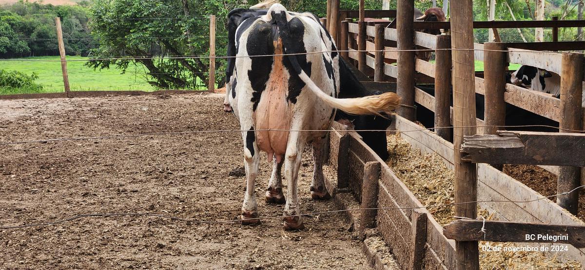 Fazenda, Zona Rural, 3 Quartos, 0 Vaga
