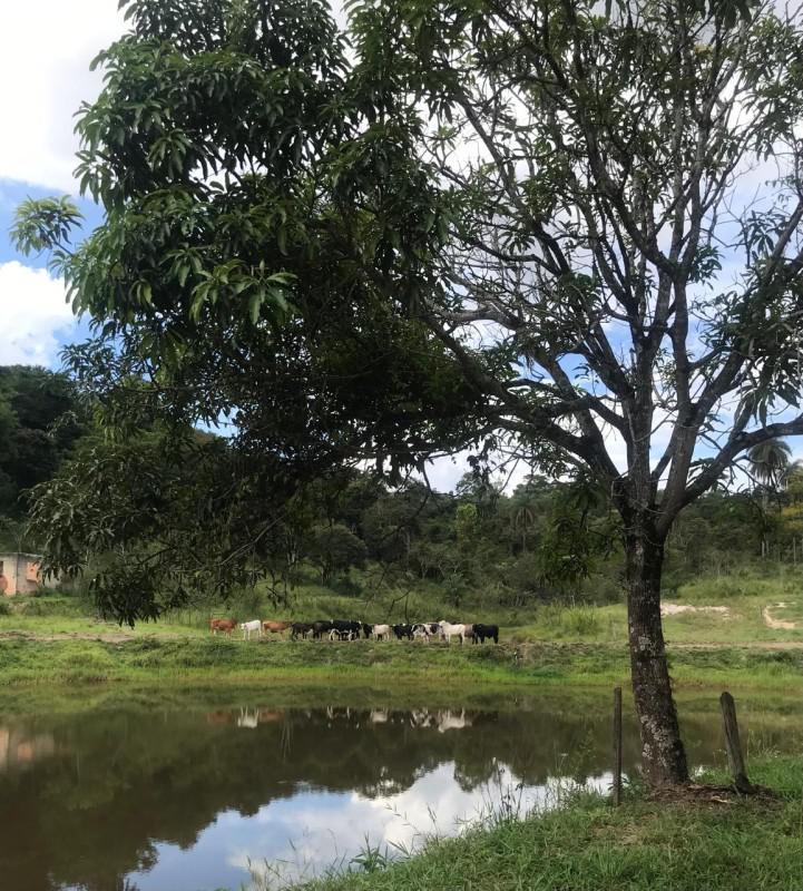 Lote, Bandeirinhas, 0 Quarto, 10 Vagas