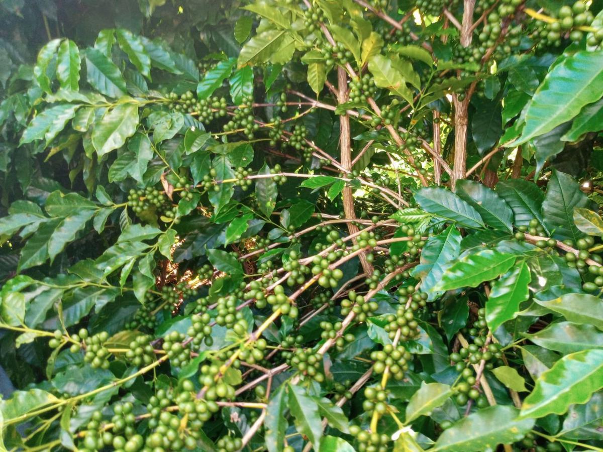 Fazenda, Zona Rural, 0 Quarto, 0 Vaga