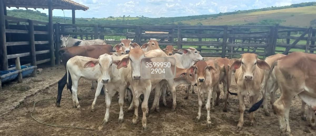 Fazenda, Zona Rural, 0 Quarto, 0 Vaga