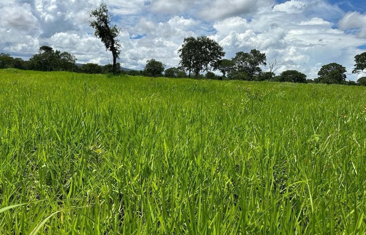 Fazenda, Zona Rural, 0 Quarto, 0 Vaga