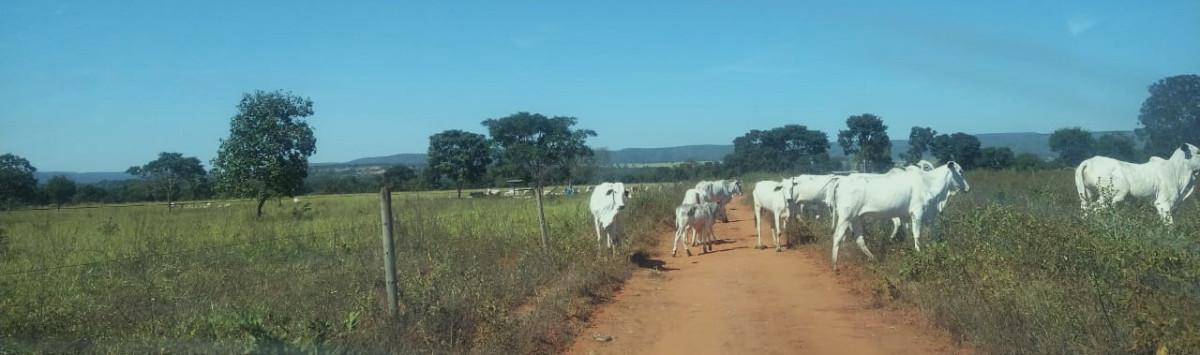 Fazenda, Zona Rural, 0 Quarto, 0 Vaga
