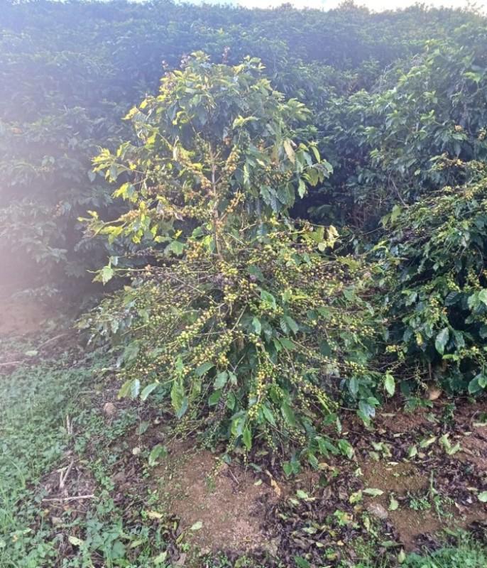 Fazenda, Zona Rural, 0 Quarto, 0 Vaga