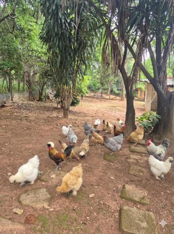 Fazenda, Vianópolis, 5 Quartos, 10 Vagas, 2 Suítes