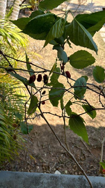 Fazenda, Vianópolis, 4 Quartos, 4 Vagas, 1 Suíte