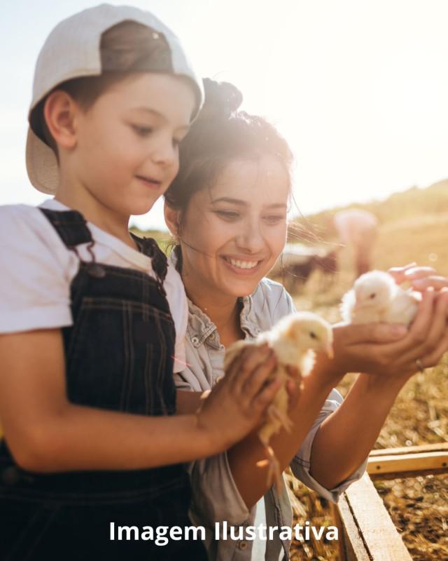 Lote, Saraiva, 0 Quarto, 0 Vaga