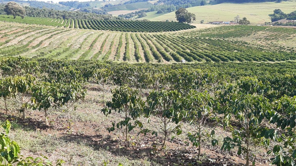 Fazenda, Centro, 3 Quartos, 1 Vaga