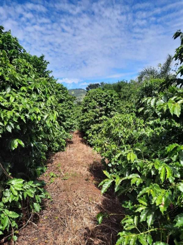 Fazenda, Zona Rural, 0 Quarto, 0 Vaga