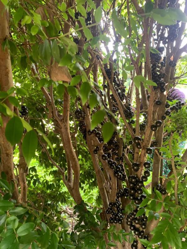 Fazenda, Centro, 3 Quartos, 10 Vagas, 1 Suíte