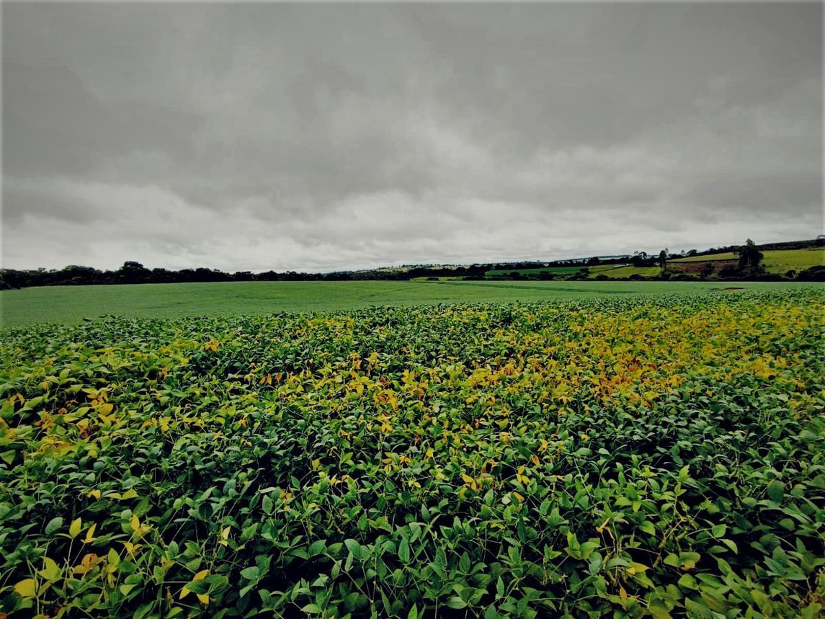 Fazenda, Centro, 0 Quarto, 0 Vaga, 1 Suíte