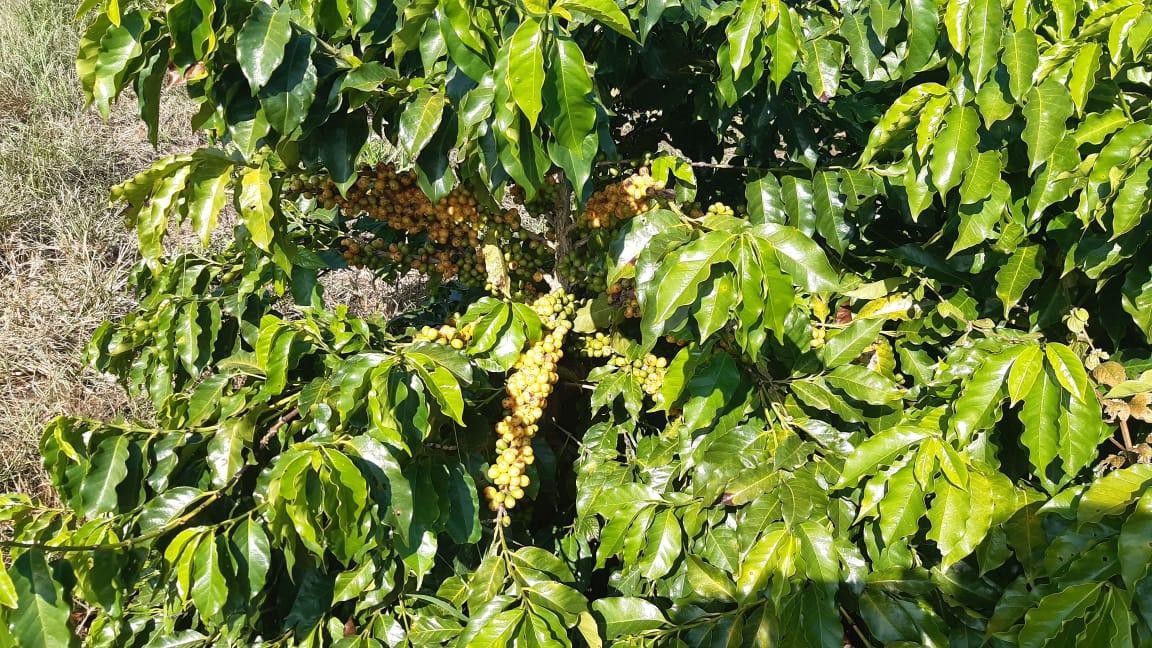 Fazenda, Centro, 3 Quartos, 1 Vaga