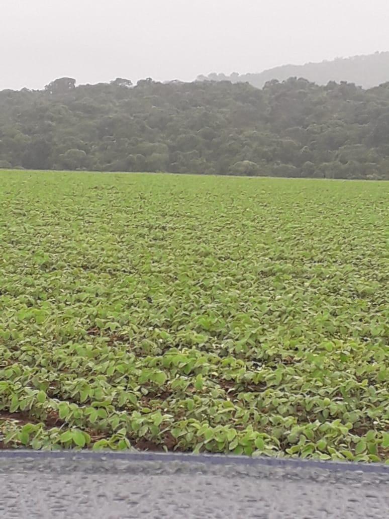 Fazenda, Centro, 1 Quarto, 1 Vaga, 1 Suíte