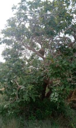 Fazenda, Zona Rural, 3 Quartos, 0 Vaga